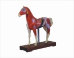 Horse acupuncture model