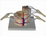 Vertebral And Partial Spinal Cord