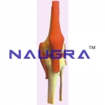 Human Knee Joint