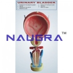 Human Bladder