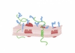 Biomembrane