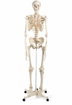 Human Skeleton Model