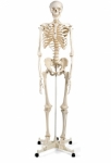 Human Skeleton Model