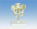 Human Male Pelvis