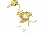Bird Skeleton Model