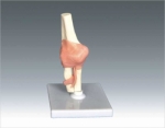 Human Elbow Joint