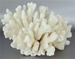Specimen of coral
