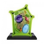 Models of Plant Cells