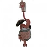 Relief model of digestive organs