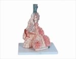 Human pulmonary alveoli