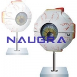 Human Eye 5 Times Enlarged