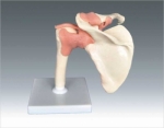 Big shoulder joint-fu