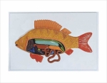 Relief model of fish