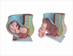 Human Pregnant Uterus