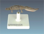 Model of newt