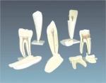 Human Tooth Set