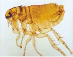 Cat male flea.w.m.