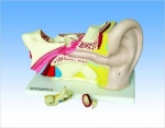 Human Ear