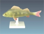 Model of fish