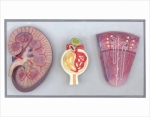 Human Kidney, Nephron And Glomerulus