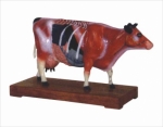 Cattle acupuncture model