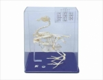 Pigeon skeleton