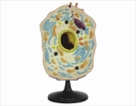 Model of animal cell