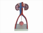 Human urinary system model