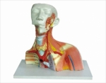 Model of cranial cavity head neck and thorax