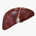 Model of human liver
