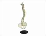 Human Vertebral Co