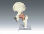 Human Hip Joint