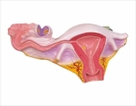 Natural uterus