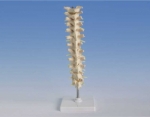 Human Thoracic Spina