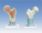 Femur bone