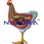 Bird Dissection-Domestic Hen