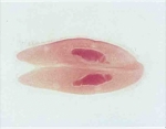 Paramecium conjugation.w.m