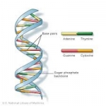 Model Deoxyribonucleic Acid (DNA)