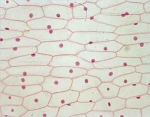 Onion leaf epidermis.w.m.