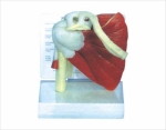 West-desk type health muscle shoulder model with description