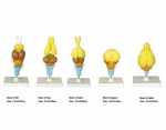 Model of 5 kinds creatural brains