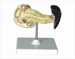 Model of spleen Pancreas And Duodenum