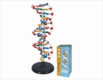 DNA Structure