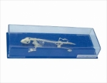 Lizard skeleton