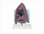 West desk type,anat-trachea/lung model w/description plate
