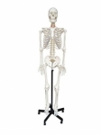 Model of human skeleton(170cm)