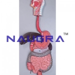 Human Digestive System