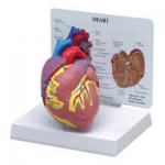 Model of Human Heart