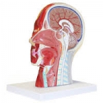 Human Neuro-Anatomic