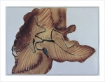 Relief model of Archaeopteryx